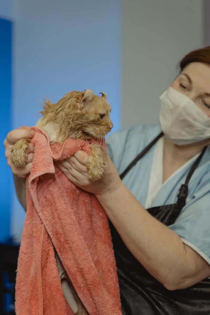Veterinarian in a mask towels a wet cat after a bath in a clinic.