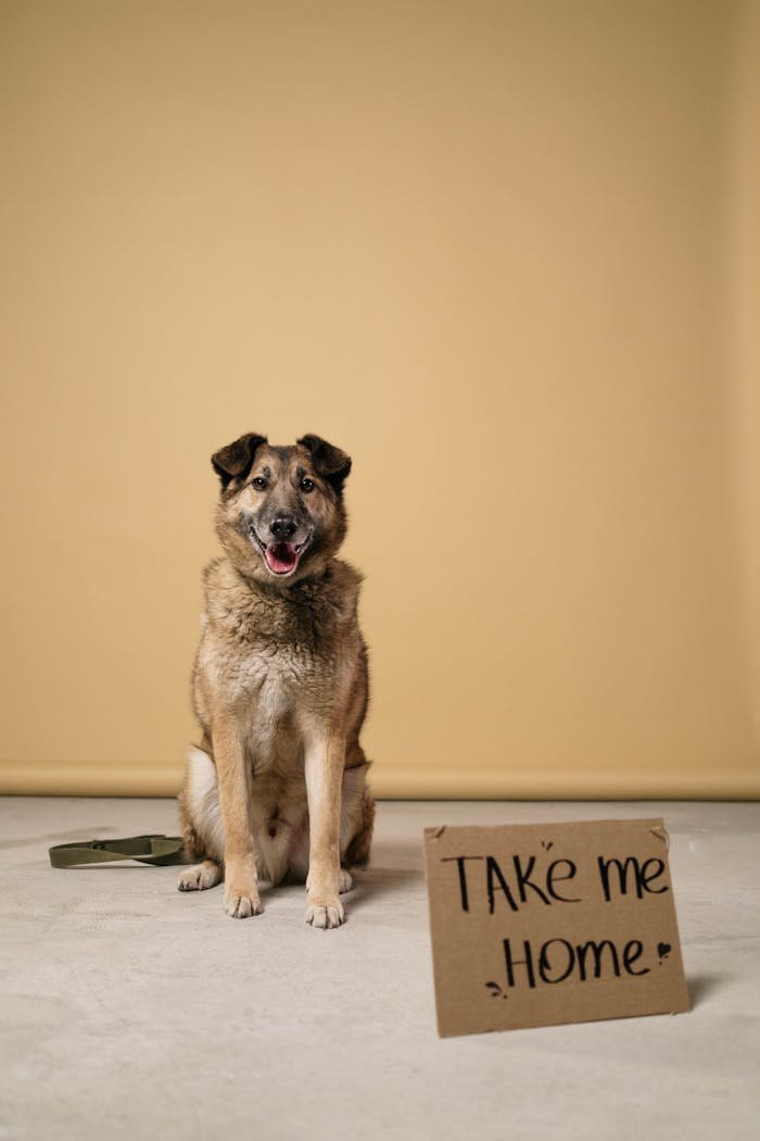 Adopt a friendly German Shepherd ready for a new home. Heartfelt message on a rustic cardboard sign.