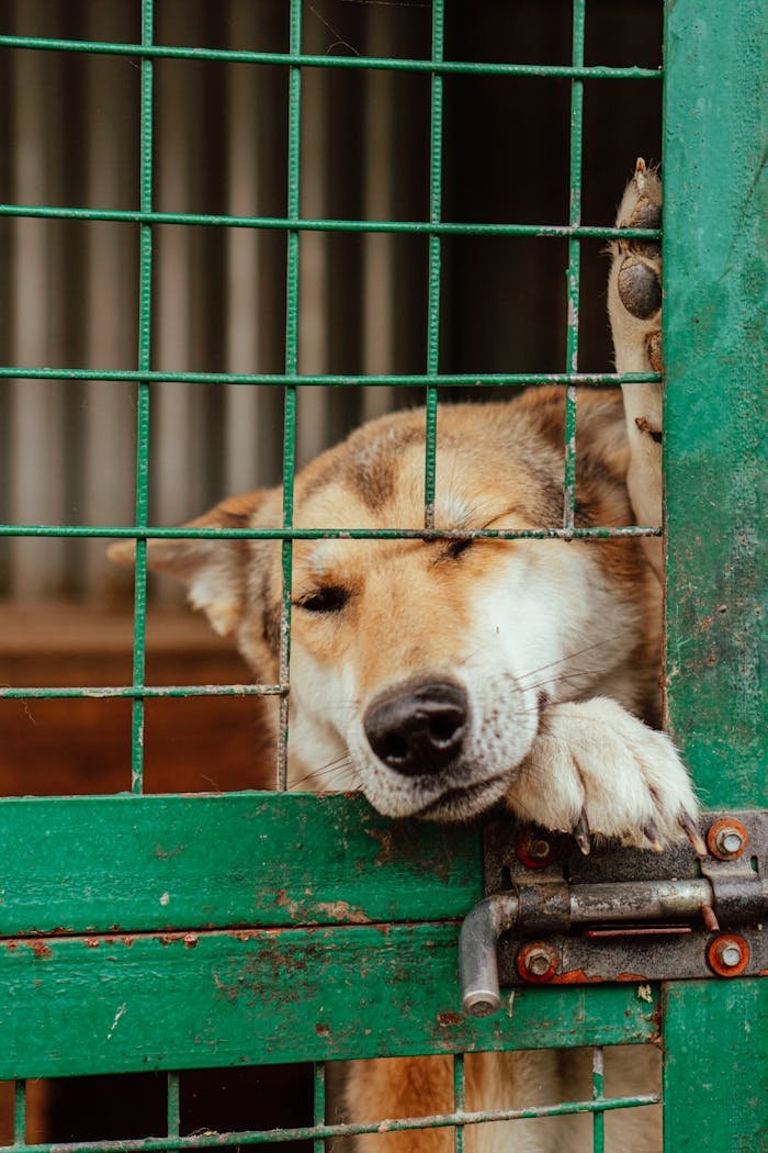 A sad dog leans on a green metal gate inside a kennel, symbolizing captivity.