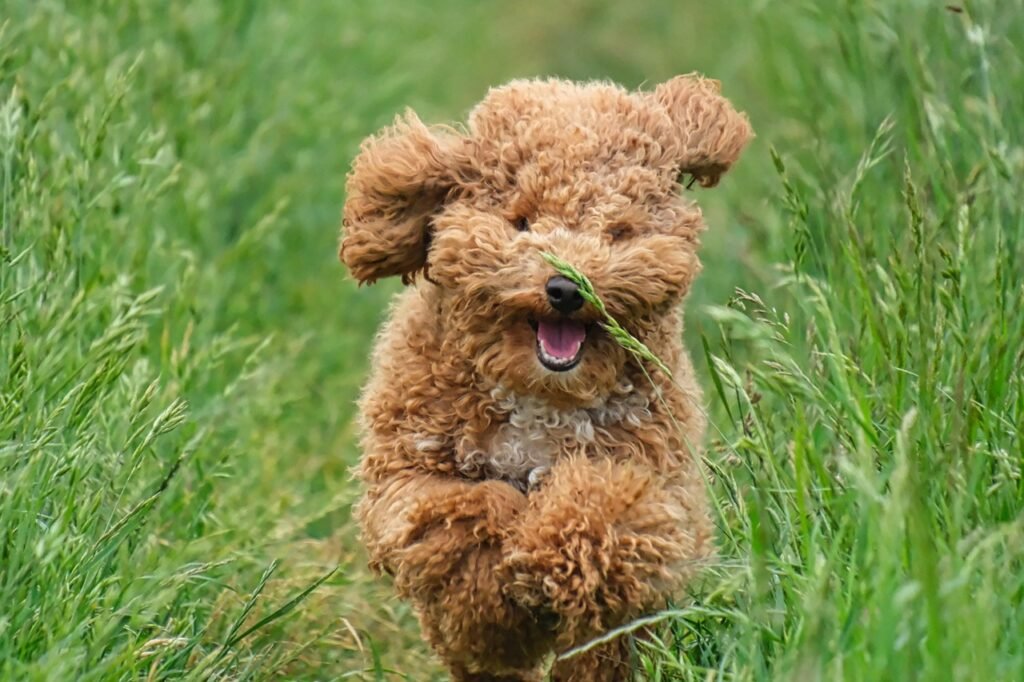 dog, poodle, grass, animal, domestic animal, meadow, nature, pet, running